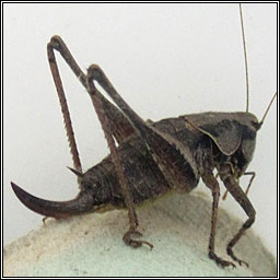 Dark Bush-cricket, Pholidoptera griseoaptera