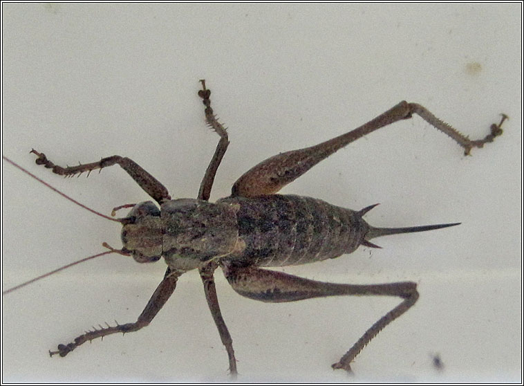 Dark Bush-cricket, Pholidoptera griseoaptera