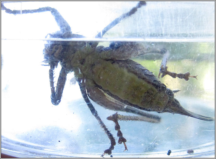 Dark Bush-cricket, Pholidoptera griseoaptera