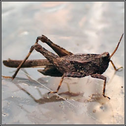 Slender Groundhopper, Tetrix subulata