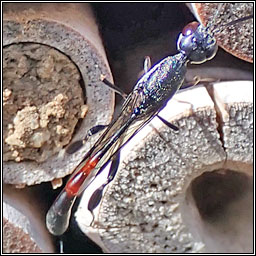 Gasteruption jaculator