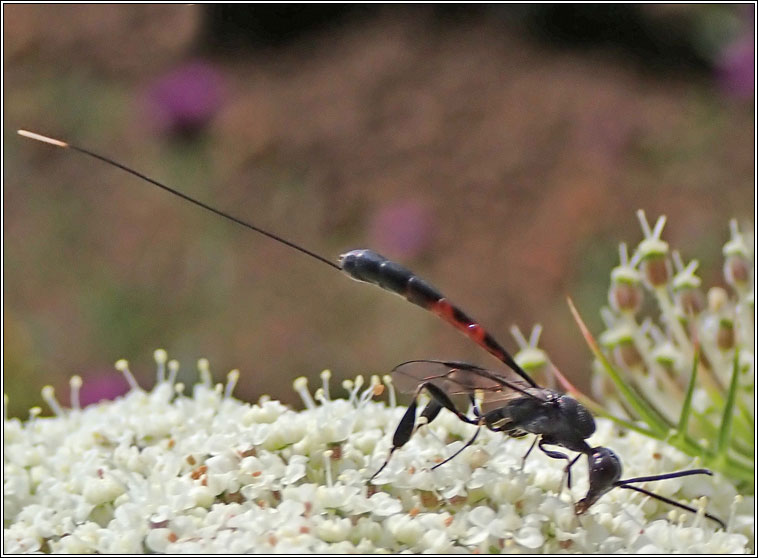 Gasteruption jaculator