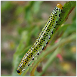 Arge (ochropus or pagana), Rose Sawfly