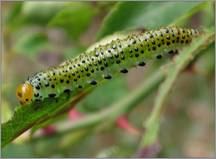 Arge (ochropus or pagana), Rose Sawfly