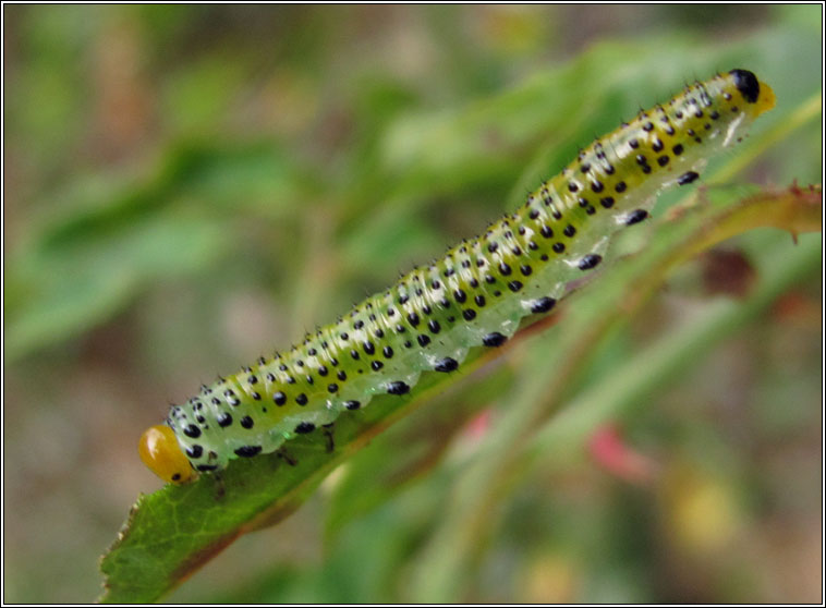 Arge (ochropus or pagana), Rose Sawfly