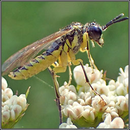 Tenthredo, arcuata group