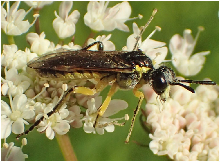 Tenthredo, arcuata group
