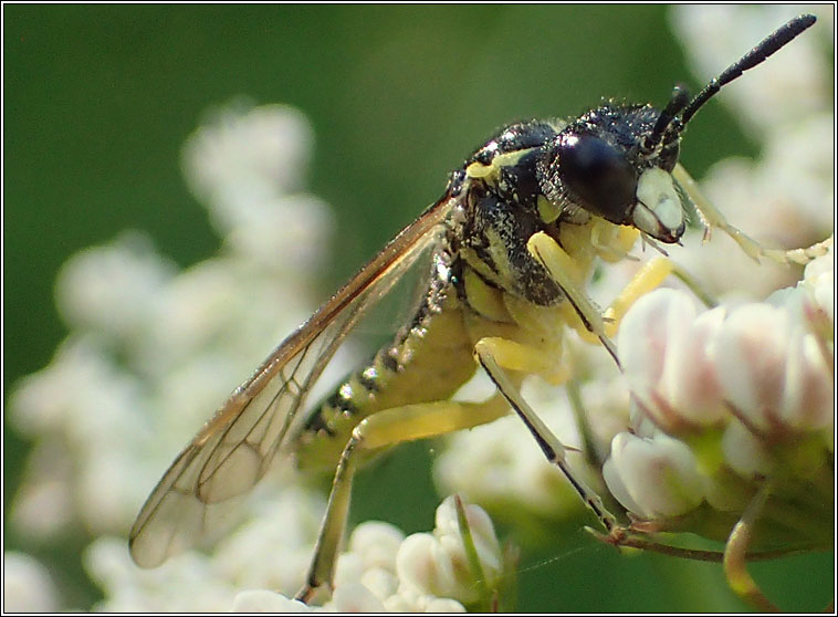 Tenthredo, arcuata group