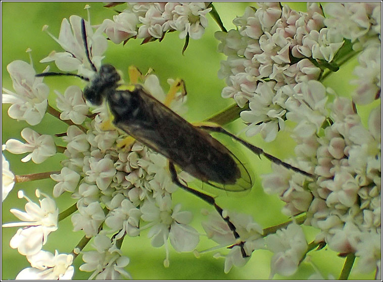 Tenthredo, arcuata group