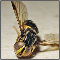 Xanthogramma pedissequum agg