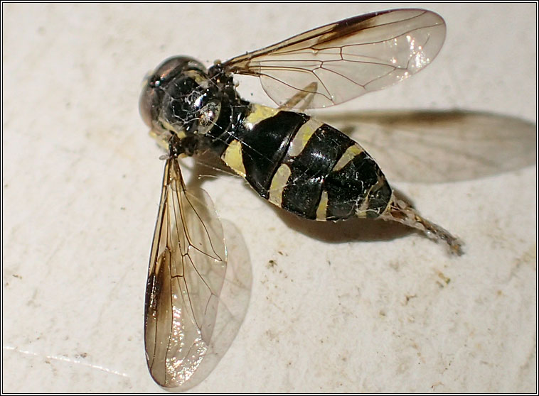 Xanthogramma pedissequum agg