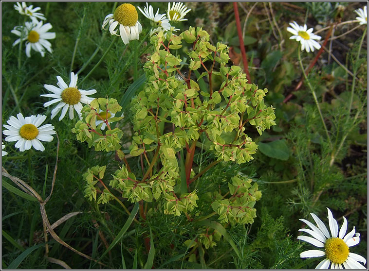 Petty Spurge, Euphorbia peplus