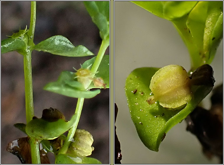 Petty Spurge, Euphorbia peplus