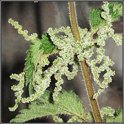 Nettle, Urtica dioica
