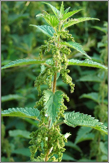 Nettle, Urtica dioica