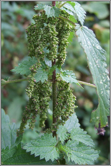 Nettle, Urtica dioica