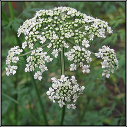 Cow-parsley, Anthriscus sylvestris