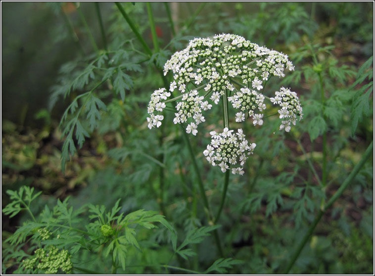 Cow-parsley, Anthriscus sylvestris