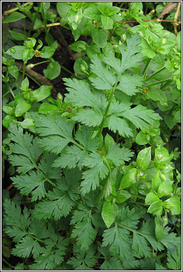 Cow-parsley, Anthriscus sylvestris