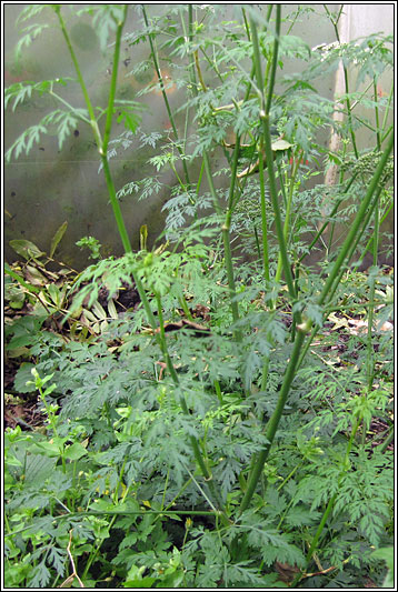 Cow-parsley, Anthriscus sylvestris