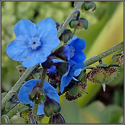 Chinese Forget-me-not, Cynoglossum amabile