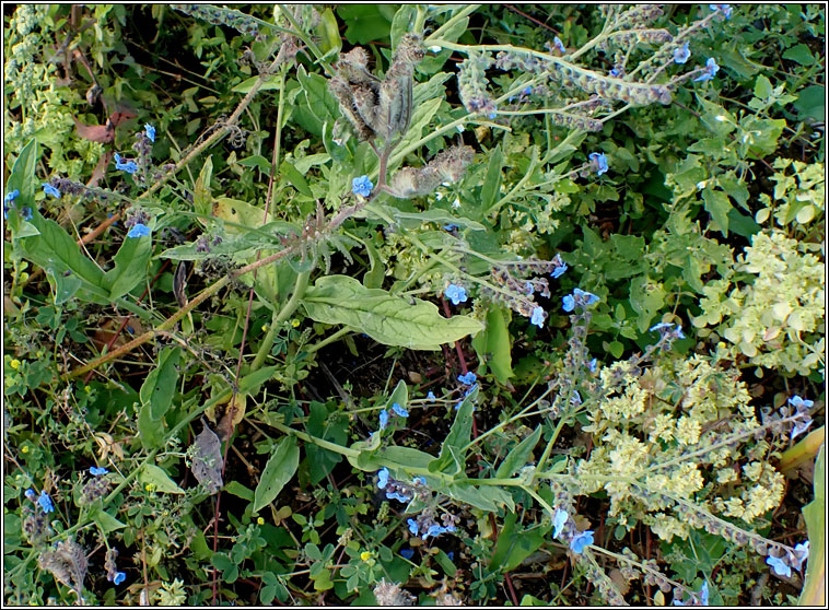 Chinese Forget-me-not, Cynoglossum amabile