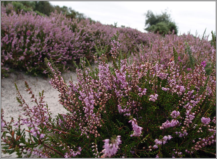 Bunch of Purple Scotch Heather Calluna Vulgaris, Erica, Ling Bush