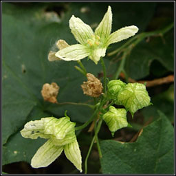 White Bryony, Bryonia dioica