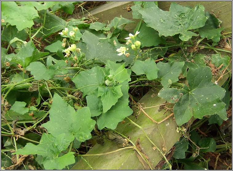 White Bryony, Bryonia dioica