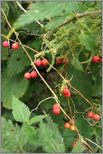 White Bryony, Bryonia dioica