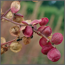 Garden Orache, Atriplex hortensis var rubra