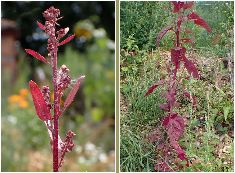 Garden Orache, Atriplex hortensis var rubra