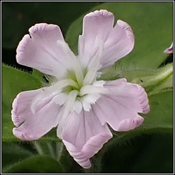 Hybrid Campion, Silene x hampeana