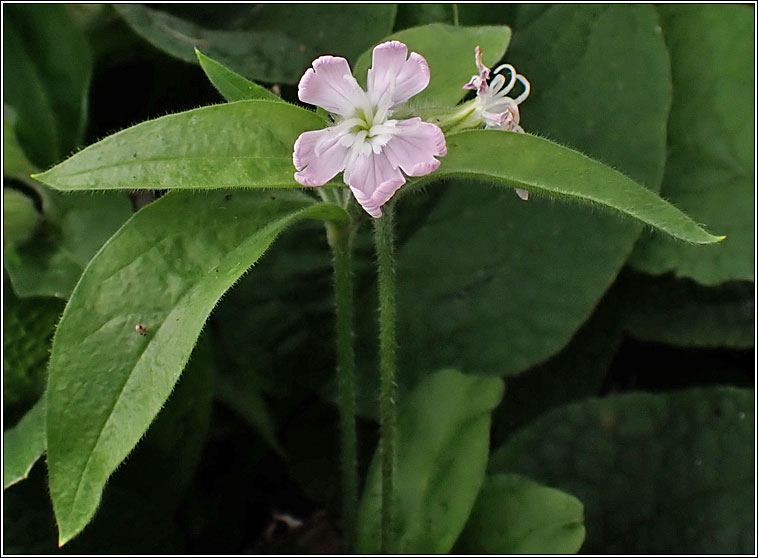 Hybrid Campion, Silene x hampeana